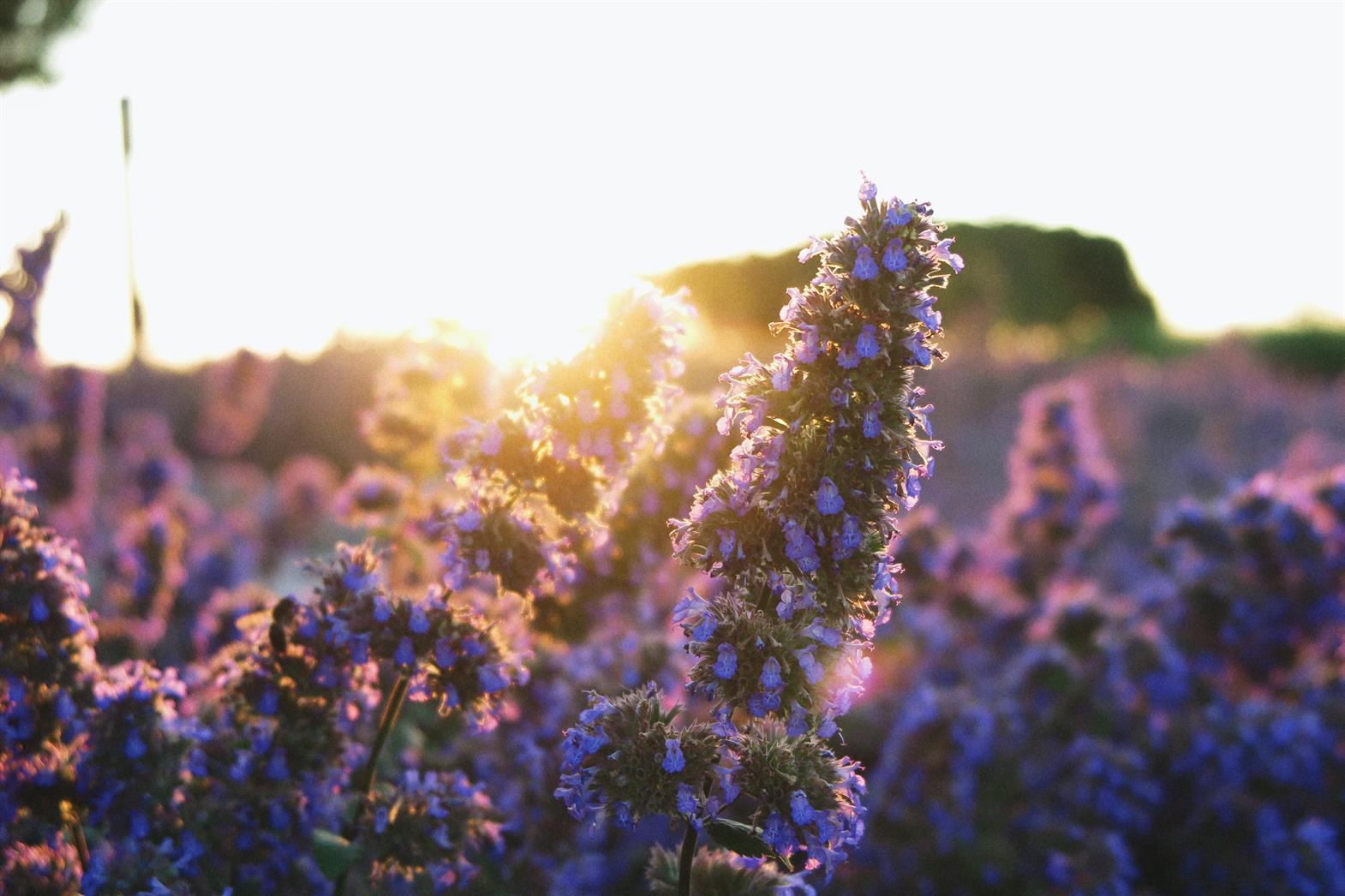 Des Fleurs violet