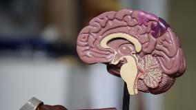 Comment le système immunitaire peut jouer un rôle dans le trouble du spectre de l’Autisme