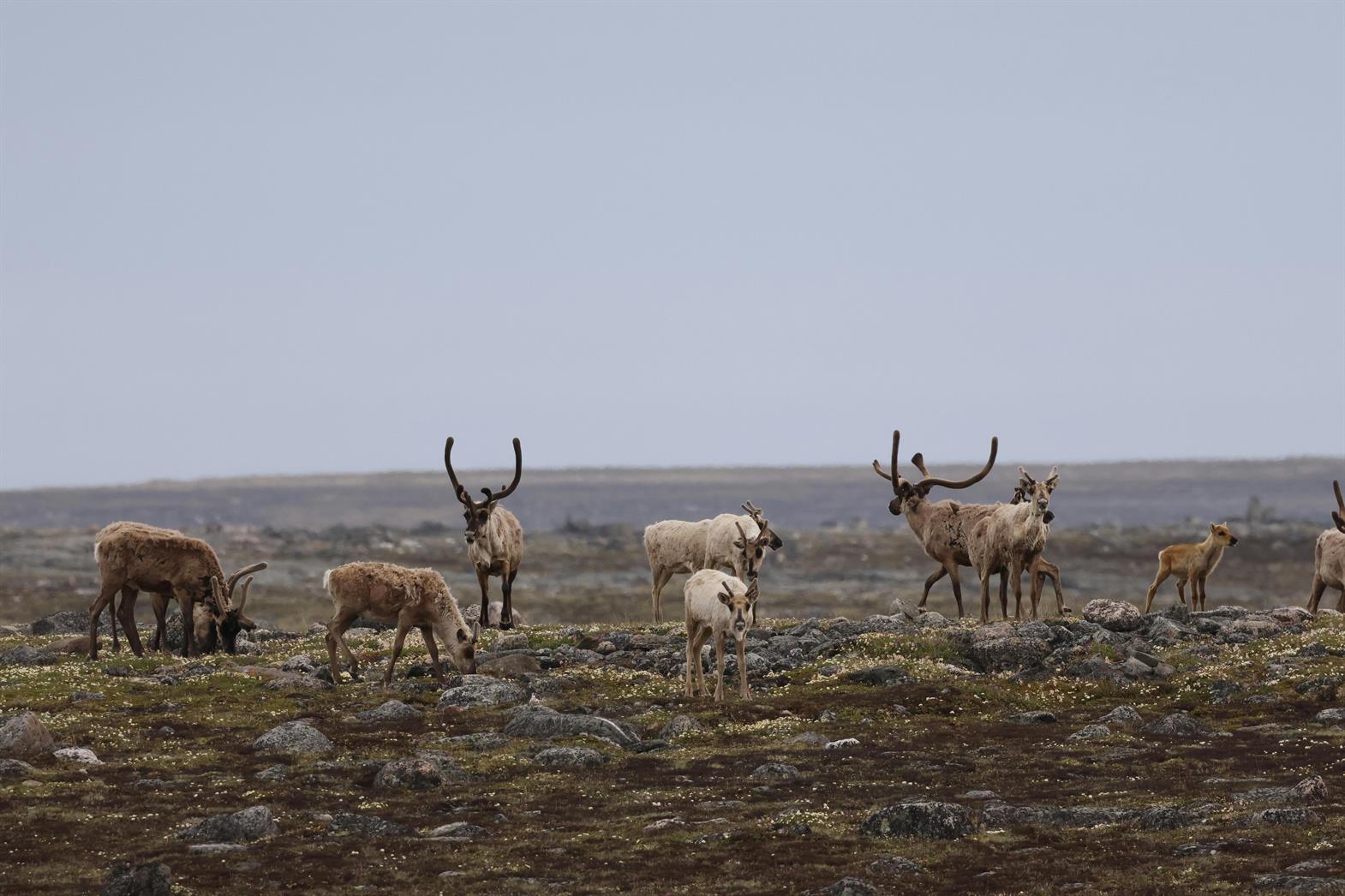 A herd of Reindeer on the tundra