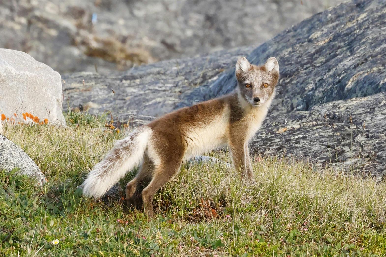 Un renard arctique sur l'herbe